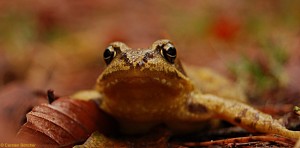 Moorfrosch Foto: Carsten Böttcher