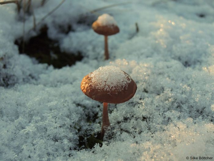 Pilz mit Schneehaube Foto: Silke Böttcher