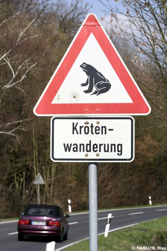 Krötenwanderung Warnschild
