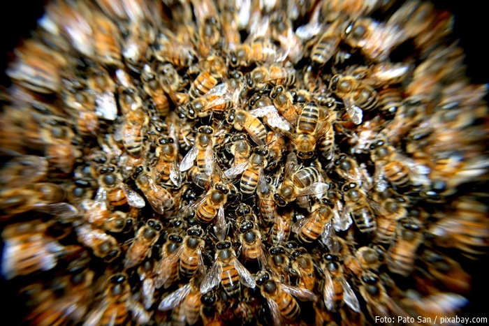 Bienen im Winter
