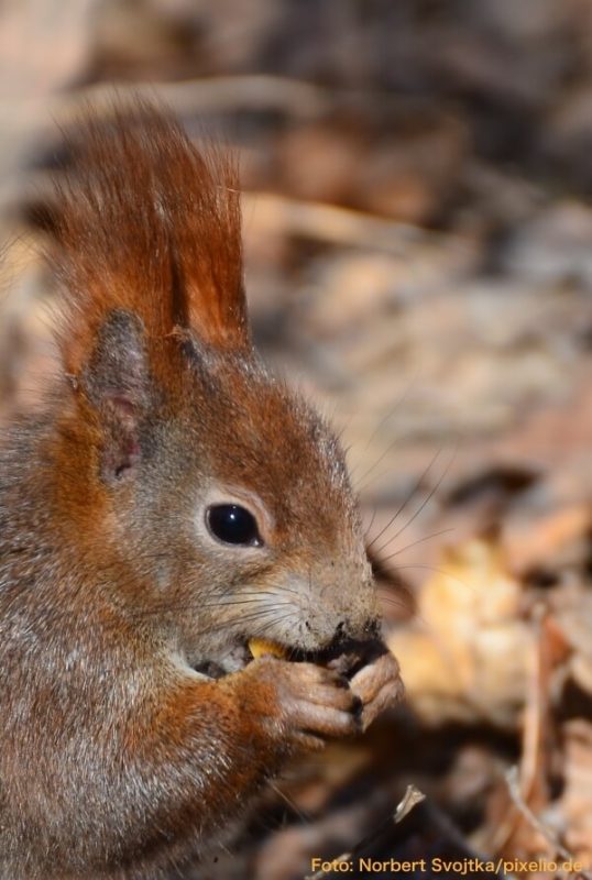 Ein Eichhörnchen hat Nahrung gefunden