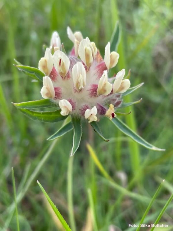 Wundklee mit hellgelben Blüten