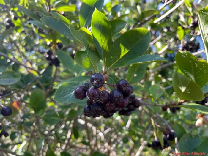 Aronia