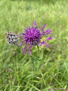 Skabiosen-Flockenblume