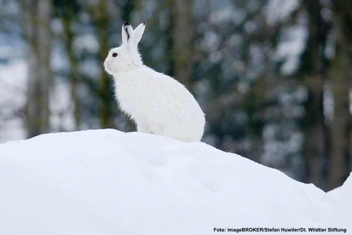 Alpenschneehase im Winterkleid