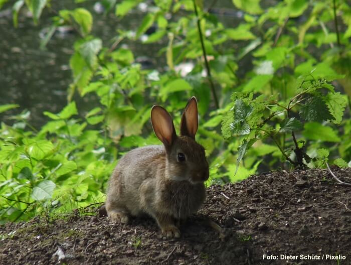 Wildkaninchen im Wald