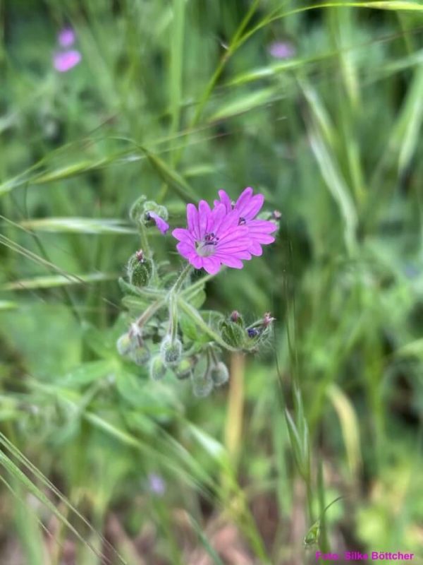 Weicher Storchschnabel