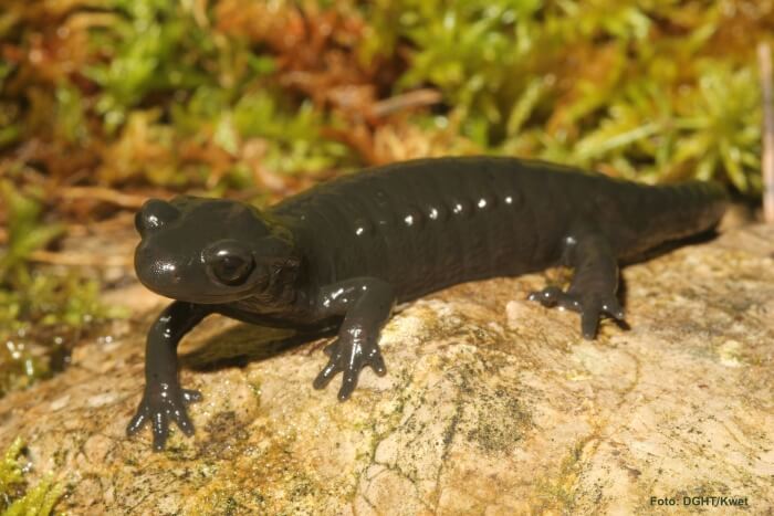 Alpensalamander