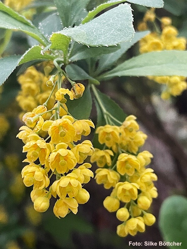 Gelbe Blüten hängen an einem Strauch.