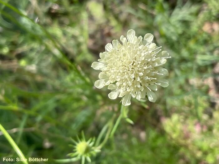Gelbe Skabiose in voller Blüte